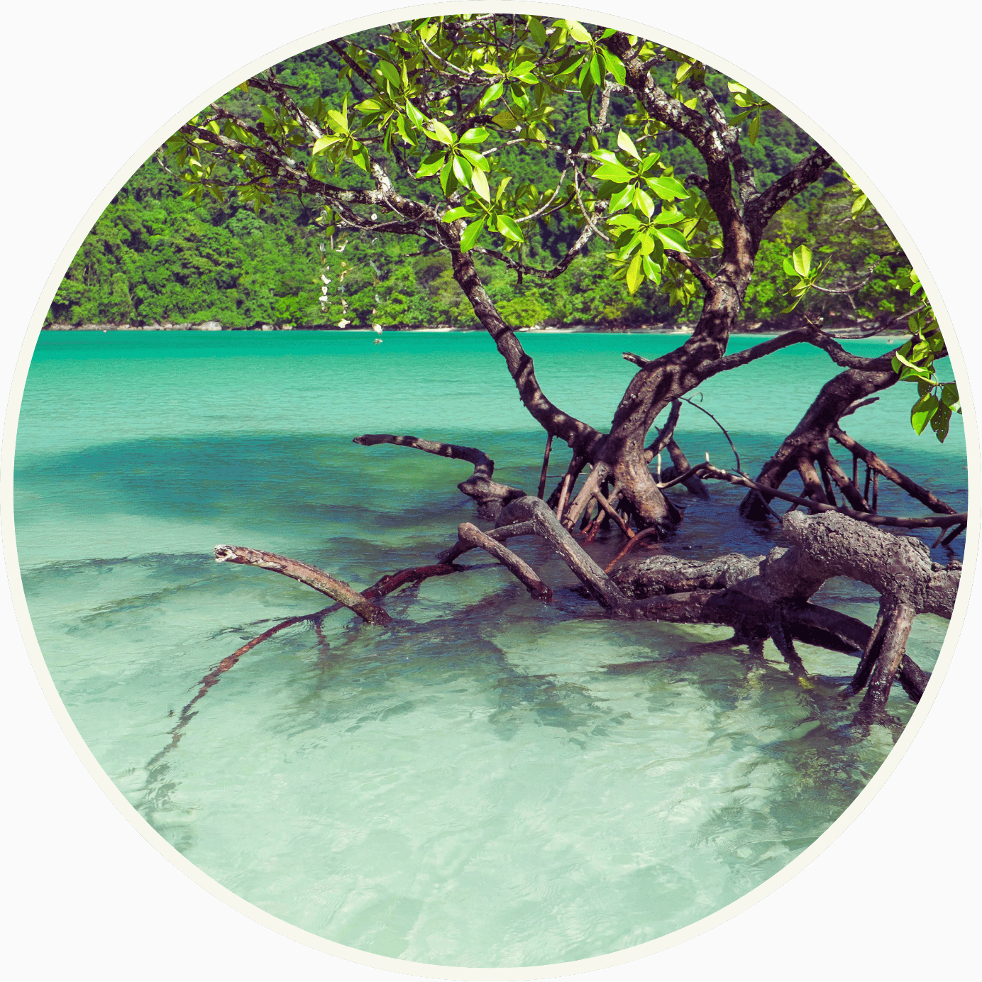 Mangrove trees in water