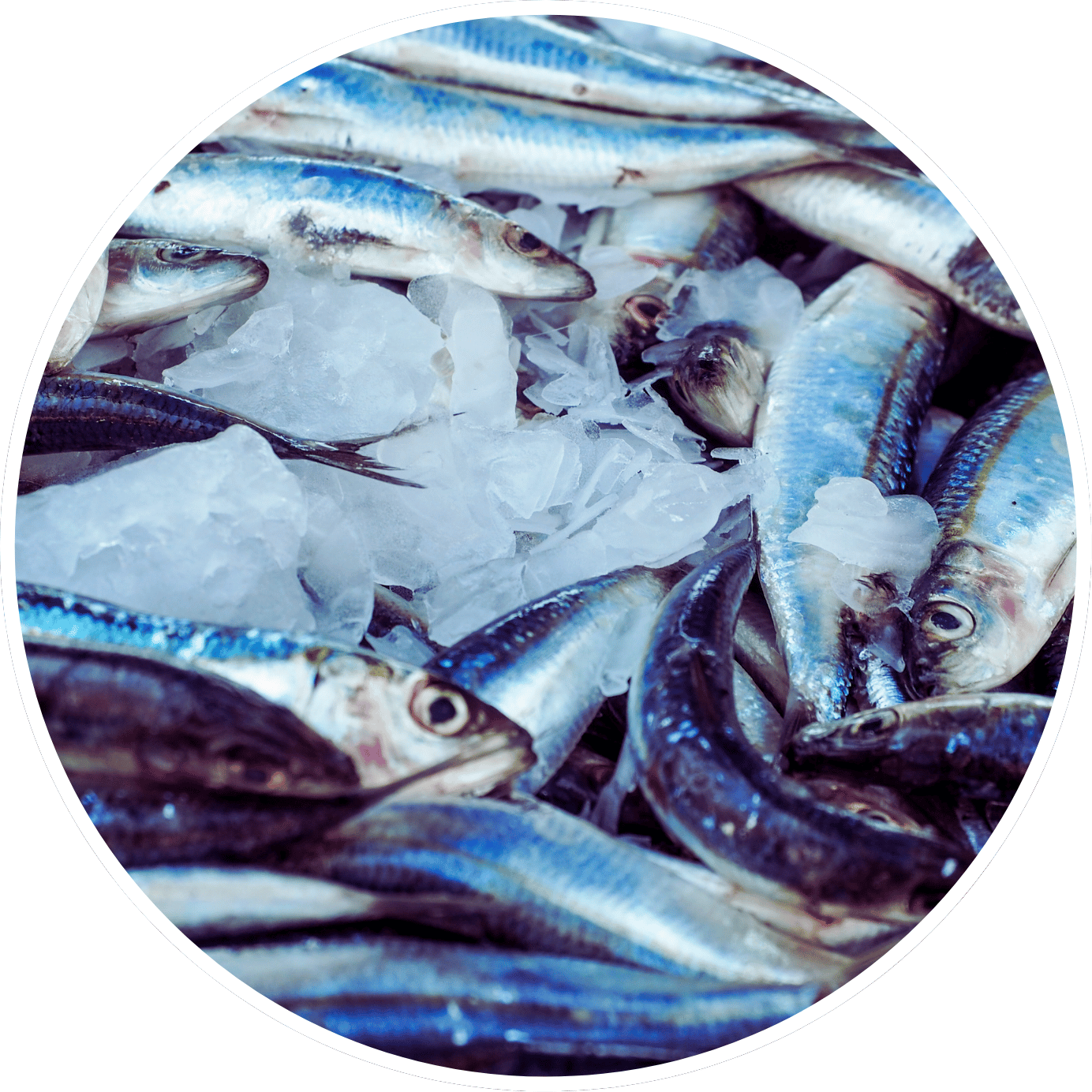 A pile of fish on ice